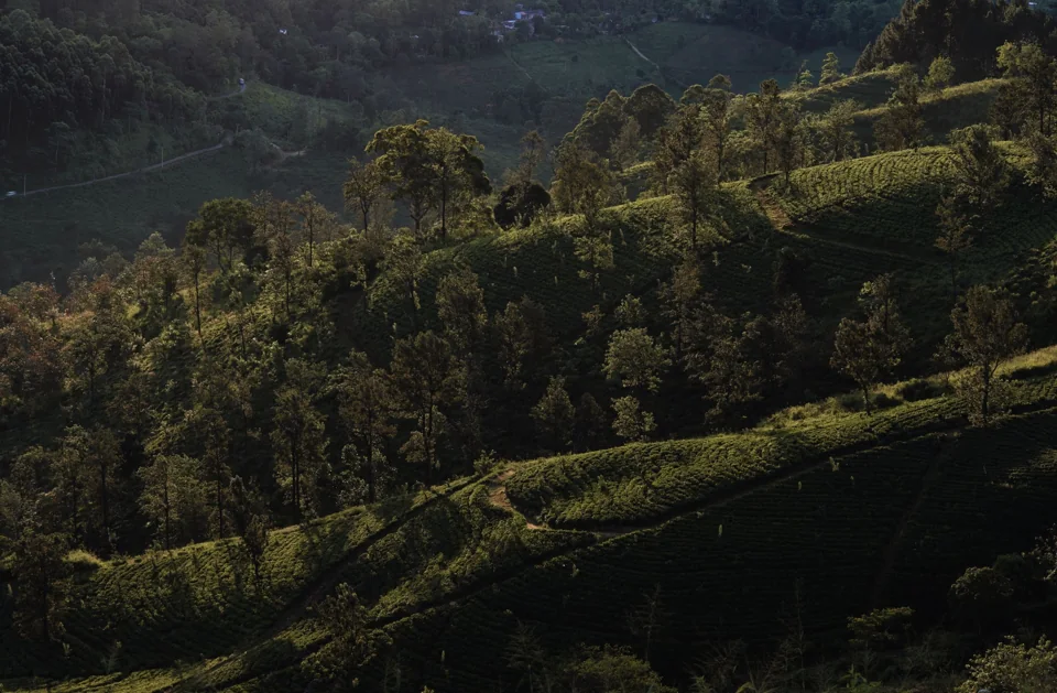 Hill Country, Sri Lanka