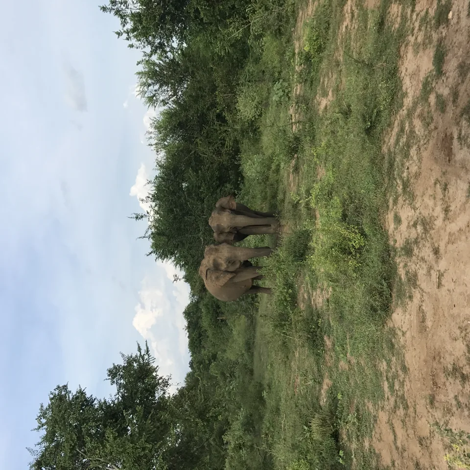 Wild Elephants at Udawalawe national park