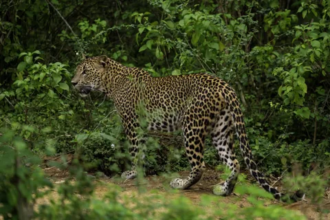Yala: plan for wildlife, leave room for surprise