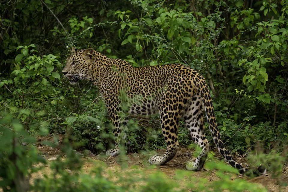 Sri-lankan-leopard-yala-casey-klebba